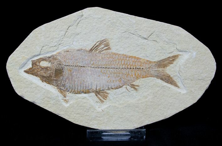 Inch Knightia Fossil Fish - Wyoming #1584